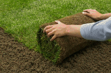 Affordable landscaping and sod installation in Austin, TX.